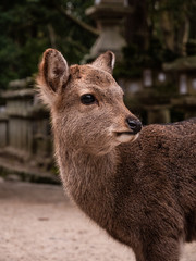 Fototapeta premium Deer Posing in Nara Town in Japan