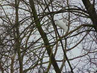 heron