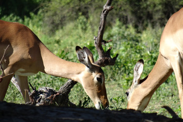 Aepyceros melampus melampus