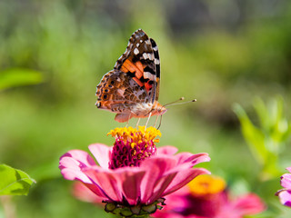 butterfly on flower with a nice bokeh efect