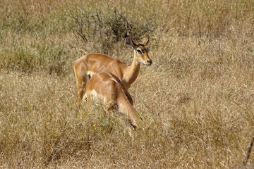 Aepyceros melampus melampus