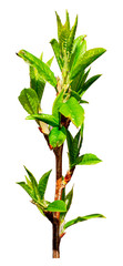 A branch with young delicate leaves isolated on white background