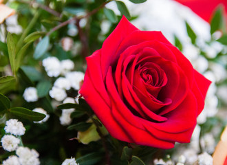 red rose in bouquet with blured edges