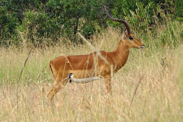 Aepyceros melampus melampus