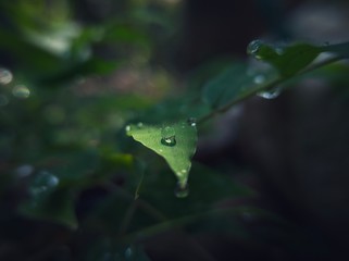 reverse macro photography