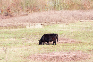 Black cow is grazing in a meadow in Arnhem, Netherlands