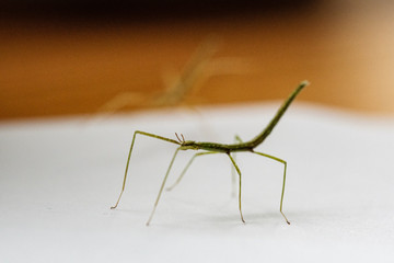 Medauroidea extradentata, commonly known as the Vietnamese or Annam walking stick, is a species of the family Phasmatidae. walking on hand