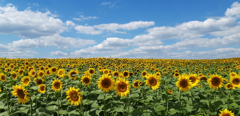 Obraz premium field of sunflowers