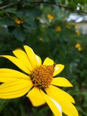 yellow flower