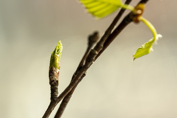 fresh green birch tree leaves and branches