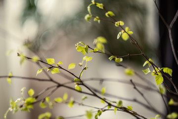 fresh green birch tree leaves and branches