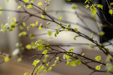 fresh green birch tree leaves and branches