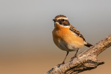 Whinchat - Saxicola rubetra, beautiful colored perching bird from European meadows and grasslands, Hortobagy, Hungary.