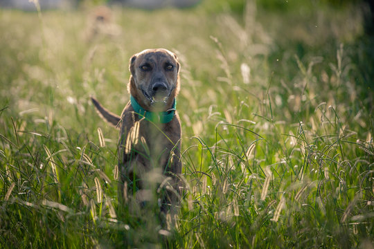 Perro Galgo corre en la pradera. 