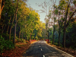 beautiful road in the Bangladesh forest.