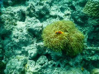 Fototapeta na wymiar nemo at home clownfish