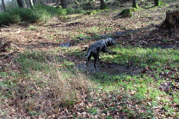 Hund in Pfütze