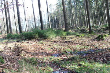 Wald