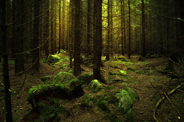 Frischer dunkel Fichten Nadel Wald im Nationalpark Harz