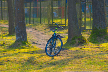 Fototapeta premium Spring, black mountain bike left between trees, sun moss grass