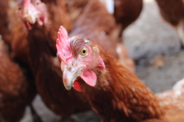 Böses Huhn