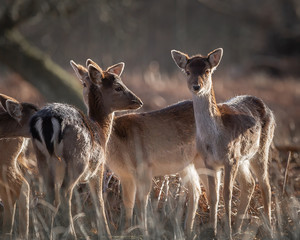 Fallow Deer