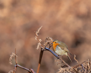 Robin
