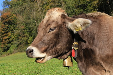 Cows with bells on green meadow in a sunny day in Liechtenstein, Europe.