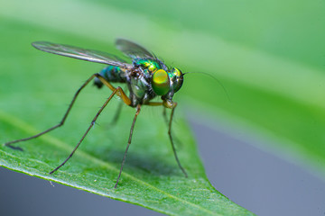 reverse macro photography