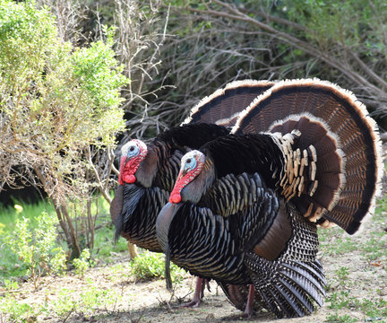 Two Beautiful Male Turkeys Walking Side By Side With Their Feathers Fluffed Up Showing Their Dominance 