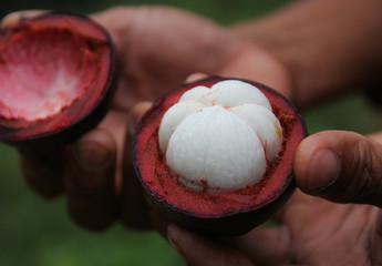 Organic Mangosteen from Keereewong, southern of Thailand. 