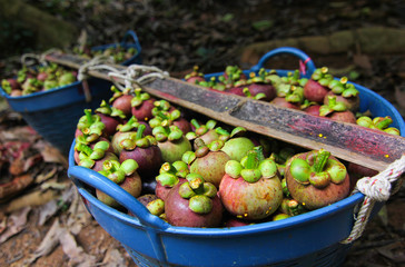 Organic Mangosteen from Keereewong, southern of Thailand. 