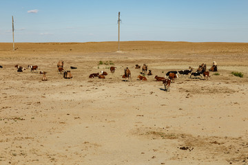 a herd of cows and camels on a pasture in Kazakhstan near the Aral Sea