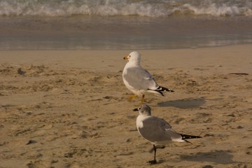 Goéland argenté sur une plage des Caraïbes