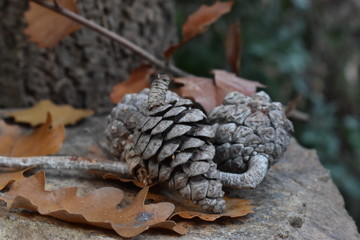 Cone and leaves