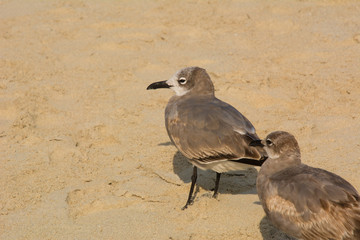 Mouette sur une plage des Caraïbes