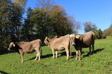 Naklejka na ściany i meble Cows with bells on green meadow in a sunny day in Liechtenstein, Europe.
