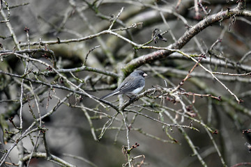 Dark-eyed Junco in a Backyard Tree