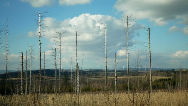 Bark wood beetle pest Ips typographus infestation, spruce and bast tree infested attacked by European spruce, making their way in wood larva and larvae, clear cut calamity, caterpillar dead trees