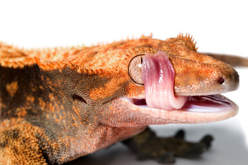 Female crested gecko isolated on white background