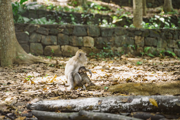 Portrait of a mother monkey with a cute baby monkey. The baby hugs his mother. Mama monkey takes care of her cub. Relationships of monkeys in a group.