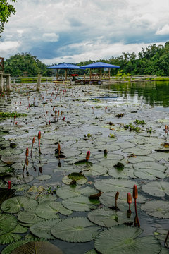Water lilies found in a lake. Lake Sebu, South Cotabato, Philippines.