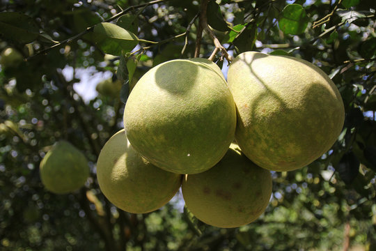 'Siam ruby' Pomelo, orchard in Pak Panung, Nakornsrithammarat, Thailand 