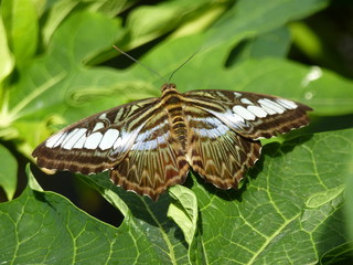 Schmetterling