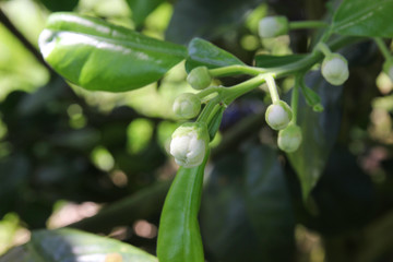 'Siam ruby' Pomelo, orchard in Pak Panung, Nakornsrithammarat, Thailand 