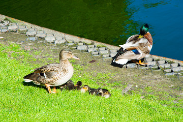 Mama kaczka z młodymi © Heroc