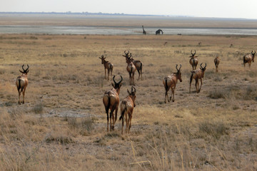 Alcelaphus buselaphus caama