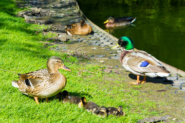 Kaczki nad wodą © Heroc