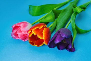 Obraz premium Three tulips of violet, red and pink flowers on a blue background close-up.