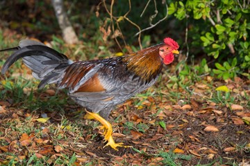 Coq en liberté dans les Antilles